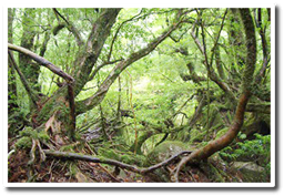 Resources / Circular Ecosystems